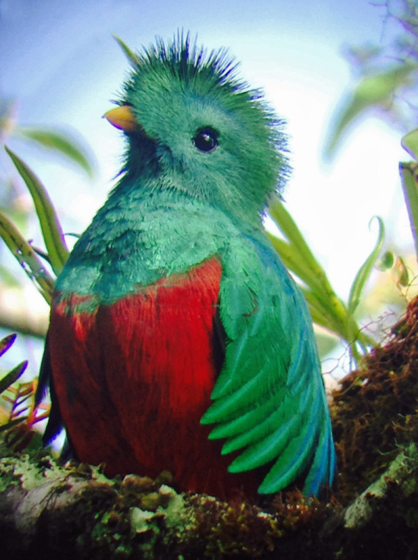 sighting-of-quetzals-tour-learning-spanish-in-costa-rica-2