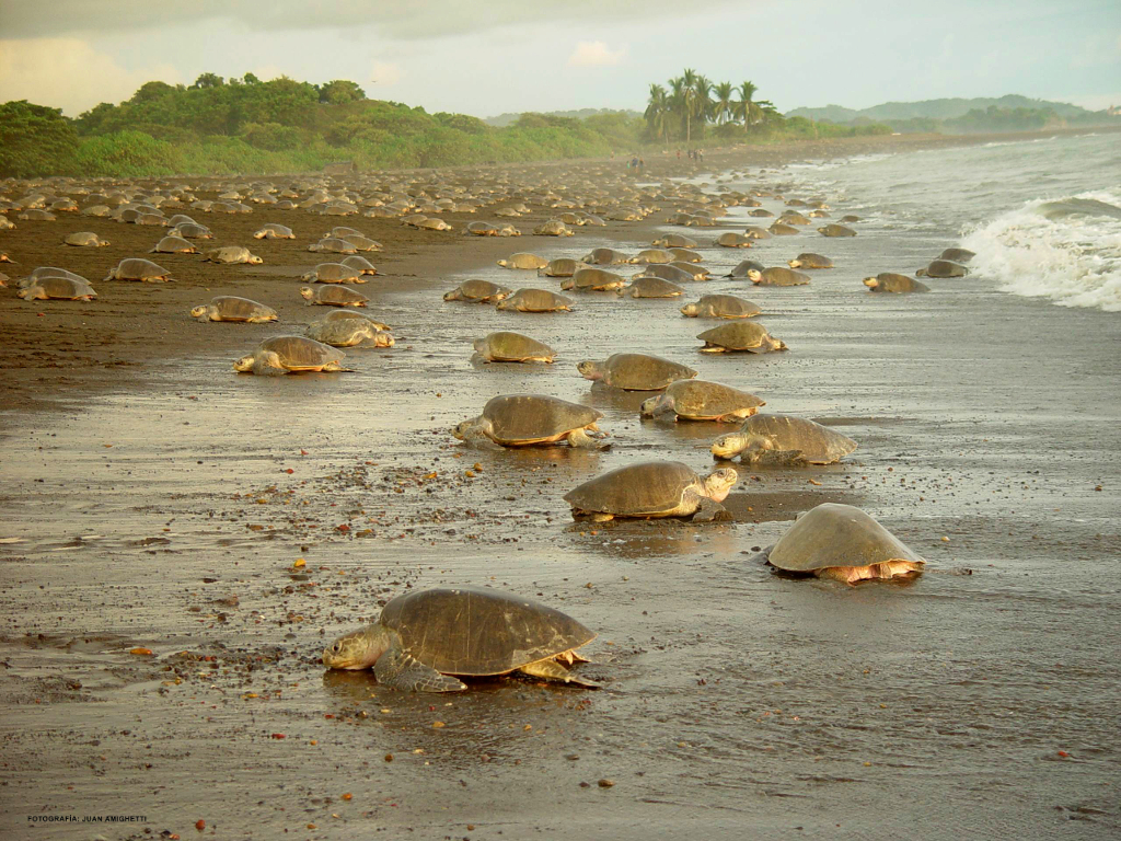 tortuguero-national-park-tour-learning-spanish-in-costa-rica