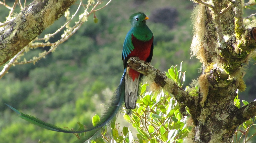 sighting-of-quetzals-tour-learning-spanish-in-costa-rica-4