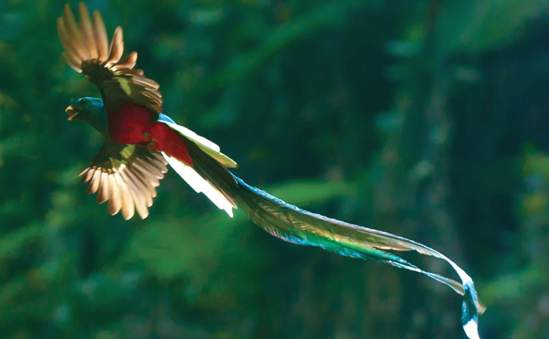 sighting-of-quetzals-tour-learning-spanish-in-costa-rica